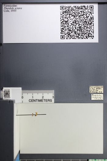 Media type: image;   Entomology 534623